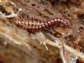 Oxidus sp.